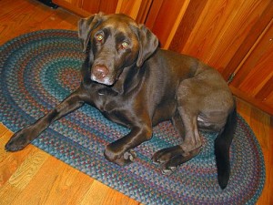 Dog at home