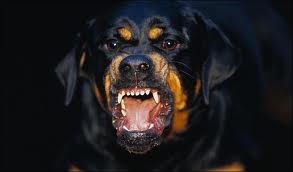 Aggressive Dog