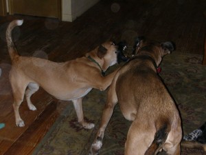 Dog on Dog Aggression