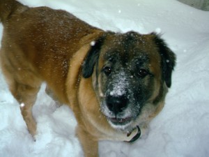 Snow Dog Dog in Snow