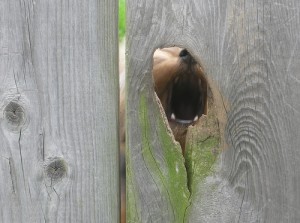 fence aggression