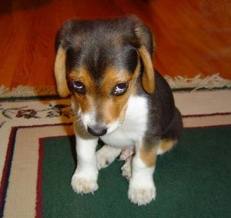 Sorry puppy had a potty accident Sorry puppy had a potty accident