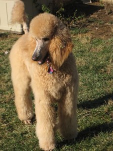 Kathryn's standard poodle, Lizzy Kathryn's standard poodle, Lizzy