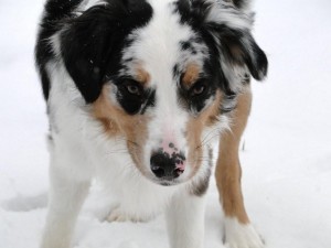 Patti Voelker's Australian Shepherd, Rio Patti Voelker's Australian Shepherd, Rio