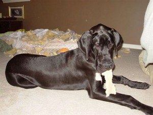 Canine Separation Anxiety Canine Separation Anxiety