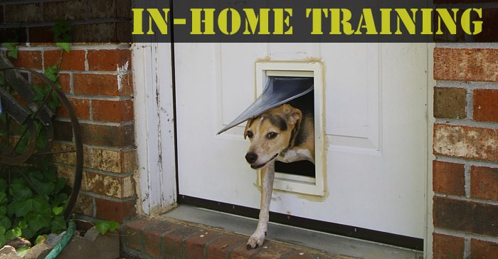 Private Consultations & In-Home Training