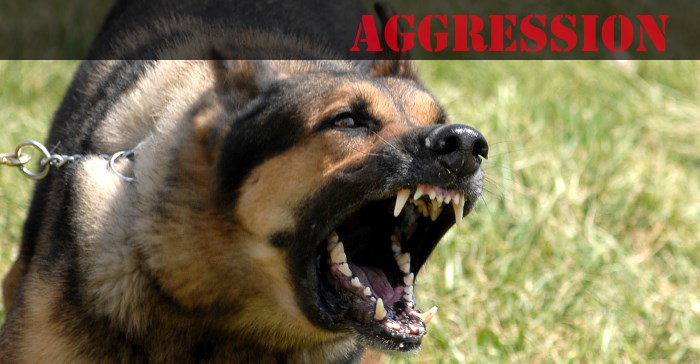 Aggressive Dogs