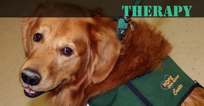 Therapy Dogs